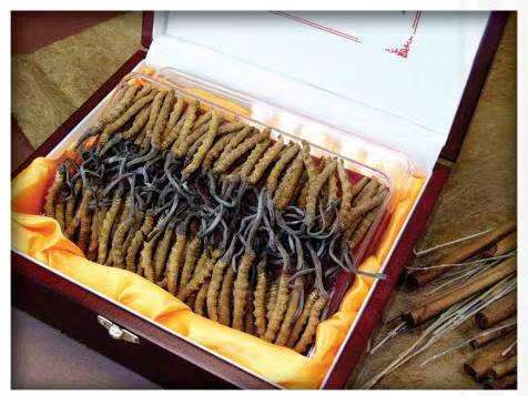 吊罗山乡冬虫夏草回收